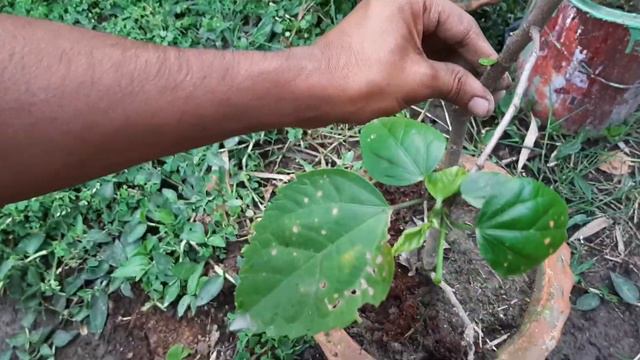 How to prune hibiscus (china rose)। How to care hibiscus смотреть онлайн