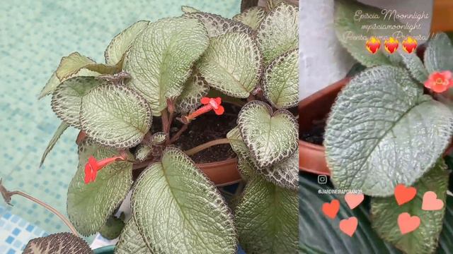 Tapete de Rainha, Lacinho de Amor, Elas Floresceram! Bônus 2 vídeos em 1. Lindas Episcias. смотреть онлайн