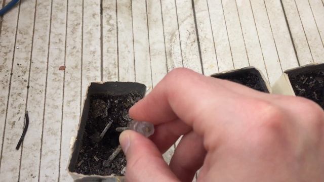 Выращивание фисташки