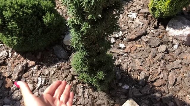 Кто лучший ? Четыре сорта тиса для сада | тис Саммерголд, тис Стефания, тис Давид и тис Войтек | смотреть онлайн