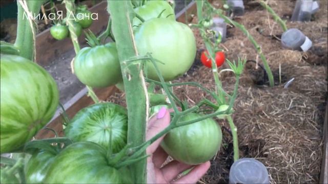Обзор томатов в теплице | Докрасила туалет | Строим баню смотреть онлайн