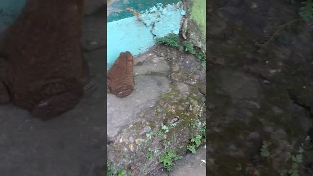 i found a big frog on the stairs смотреть онлайн