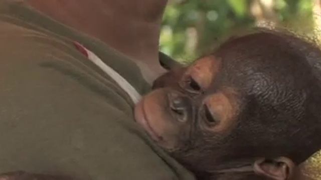 Orangutans, a matter of survival - WSPA смотреть онлайн