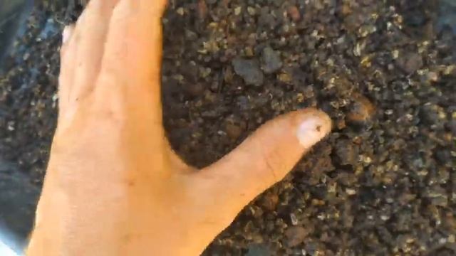 Бонсай из фикуса ретуса (Ficus retusa). Первичное формирование веток и ствола фикуса бонсай. смотреть онлайн