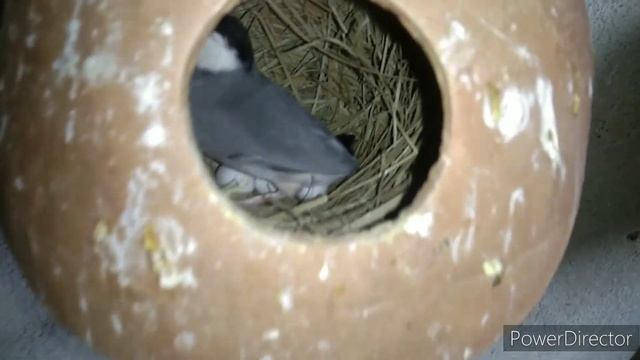 big colony java sparrow breeding progress✅ смотреть онлайн