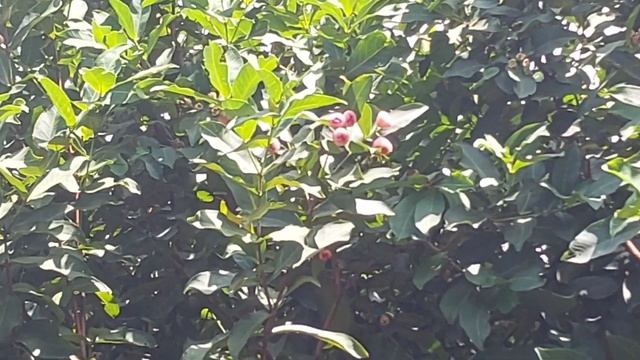 Samsung Galaxy M23 5G Camera Test