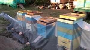 Как спасти пчёл от потравы, накрываем улья сеткой.