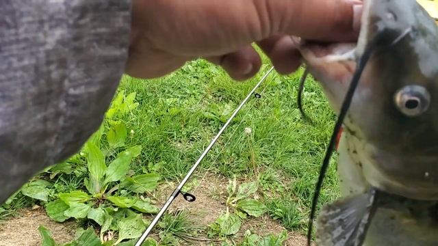 Multi-species Fishing Using the Berkley Gulp Minnows and Bait смотреть онлайн
