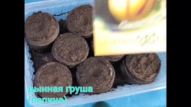 КУПАЛЬНИЦА и еще интересные СЕМЯШКИ для посадки выбрала! смотреть онлайн