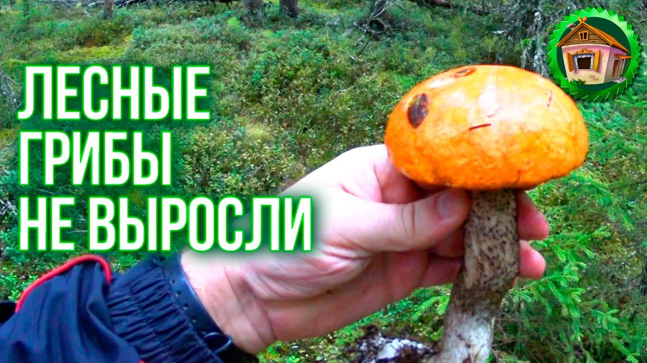 Лесные грибы не выросли. Как Выглядит Северный Лес. 42 серия смотреть онлайн