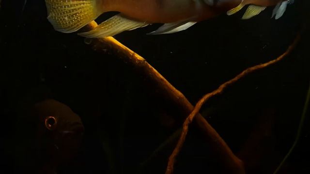 Guianacara stergiosi, Acaronia nassa, Mesonauta mirrificus смотреть онлайн