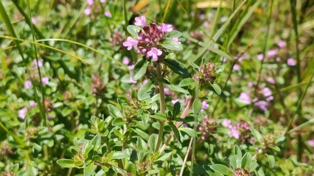 Чебрець повзучий - (лат. Thymus serpyllum L.) смотреть онлайн
