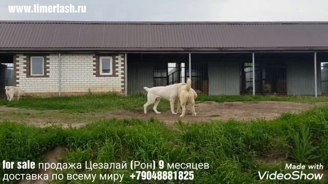 for sale продажа кобель РОН (Цезалай) рождение 19.09.18 доставка по всему миру внук Дымки и Нурика смотреть онлайн