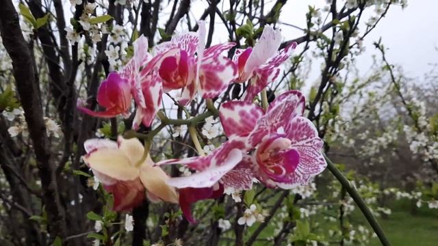 Phal. OX Madonna peloric смотреть онлайн