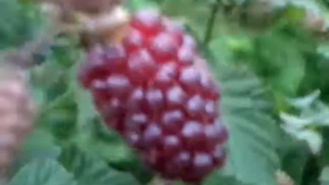 Ежемалина Тайберри.Tayberry.(частина 2) смотреть онлайн