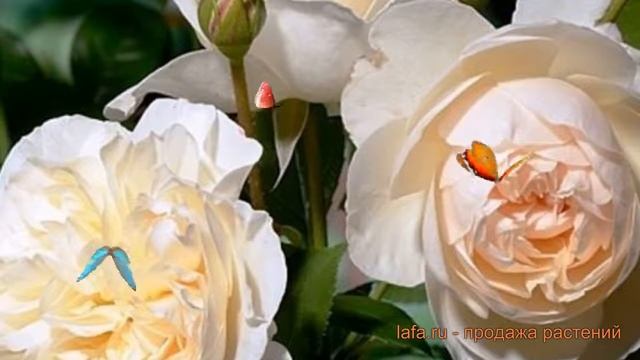 Роза парковая Личфилд Энжел (lichfield Angel) ? обзор: как сажать, саженцы розы Личфилд Энжел