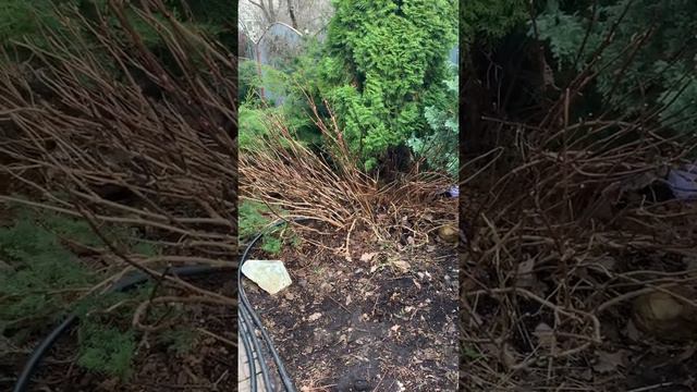 Открываю крупнолистную гортензию ( часть 2) смотреть онлайн