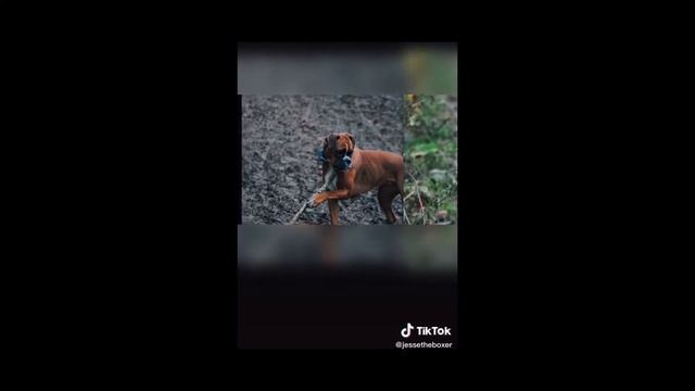 Canon EOS 2000D DSLR Camera W/Canon EF-S 18-55mm Review TikTok
