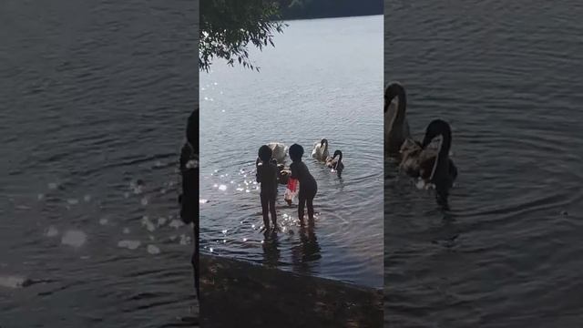 Дети кормят диких лебедей. Природа Беларуси.Лебеди шипуны. Сказка на яву. смотреть онлайн
