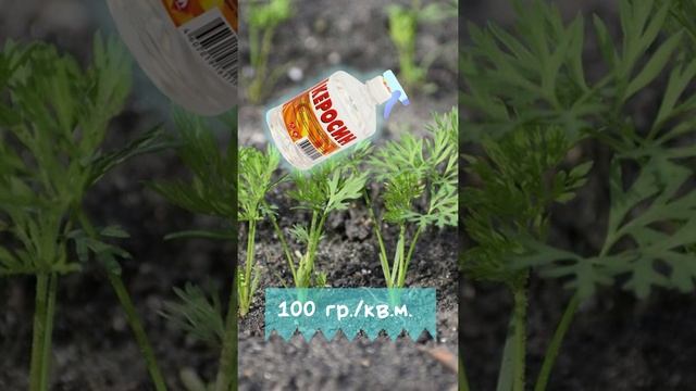 Как провести прополку моркови керосином ? Прополка грядок керосином. Прополка от сорняков смотреть онлайн