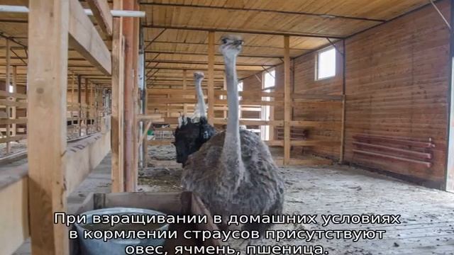 Американский страус смотреть онлайн