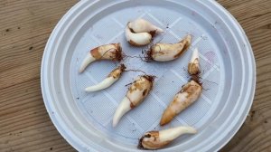 КАНДЫК  осенняя посадка. Редкое луковичное растение в наших садах