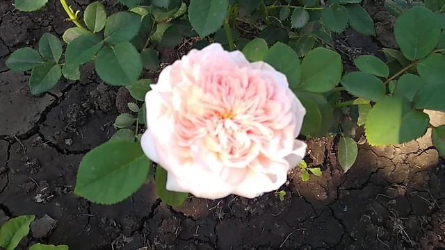 Первое цветение розы Принцесса Хитоми японская селекция. смотреть онлайн