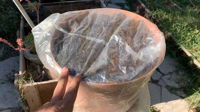 Te Explicamos Como Sembrar HABAS En Maceta Paso A Paso/clima, riego, plagas, cosecha etc. смотреть онлайн