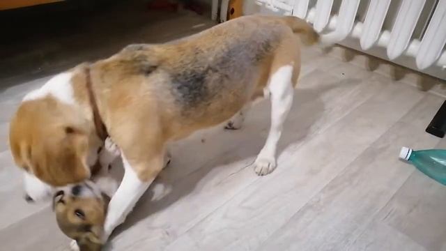 Осторожно! Злые собаки! Немного позитива. Бигли. смотреть онлайн