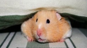 Как найти хомяка в квартире, если он сбежал из клетки