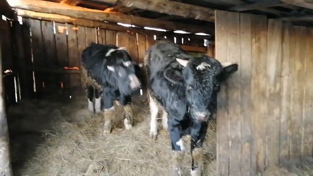 Годовалые чёрно-пёстрые бычки. Измеряем вес смотреть онлайн