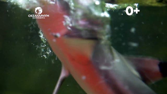 Океанариум Екатеринбурга смотреть онлайн