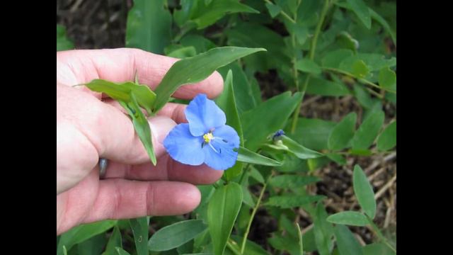 КОММЕЛИНА (COMMELINA) сем. Коммелиновые смотреть онлайн