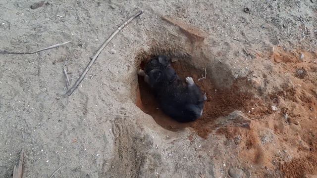 Щенки роют яму. смотреть онлайн