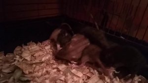 Крысы пищат от удовольствия ???  Звук голодных крыс  Писк крысы