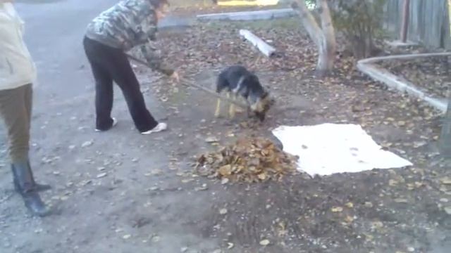 Собака и грабли смотреть онлайн