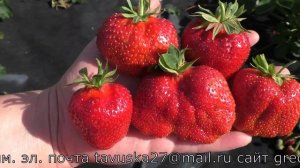 ДАРСЕЛЕКТ ранний сорт клубники