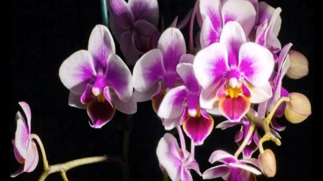 ОРХИДЕЯ СИМВОЛ ГАРМОНИИ смотреть онлайн