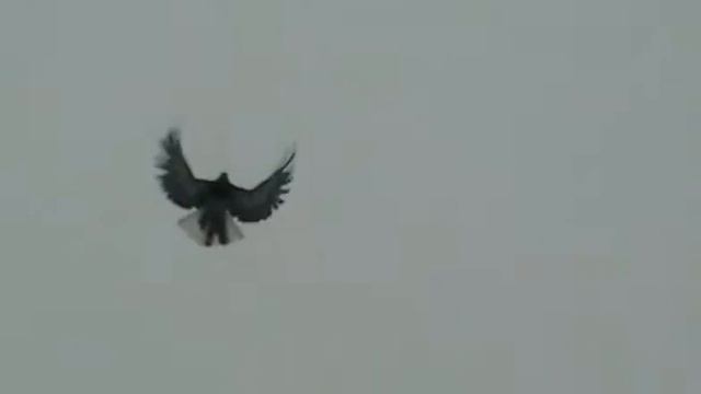 Голуби СВГ Саша Варга смотреть онлайн