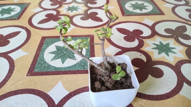 Jade Plant Unboxing | Jade Plant Propagation | Garden Tales
