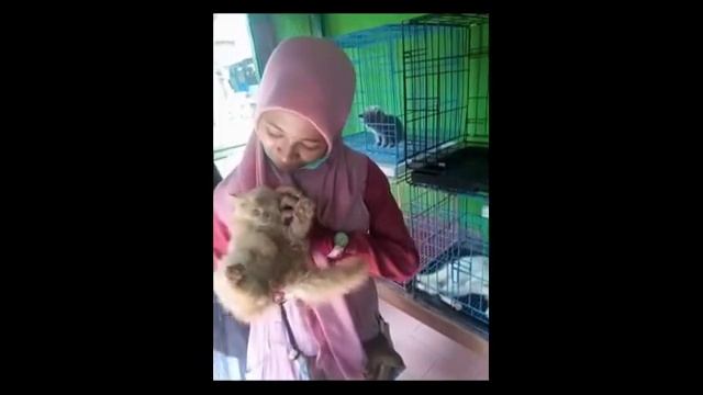 PBioUAD C Perilaku kucing (Felis silvestris catus) 2018 смотреть онлайн