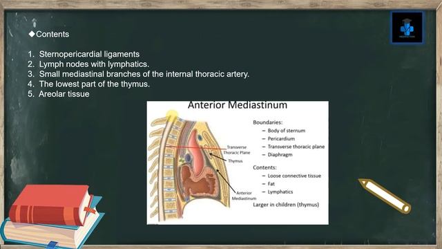 Mediastinum|anatomy|detailed|simple|diagrams|clinical смотреть онлайн