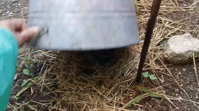 Готовимся к грозе.Боюсь за свои маленькие растения. смотреть онлайн