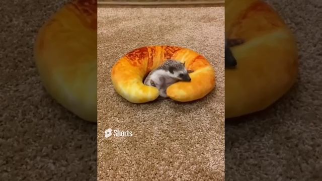 Какого хрена вы меня сюда засунули.... смотреть онлайн