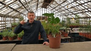 УХОД ЗА УЧАСТКОМ Как Ухаживать За Садом Чтобы Не Терять Время? Уход за садом без потери времени