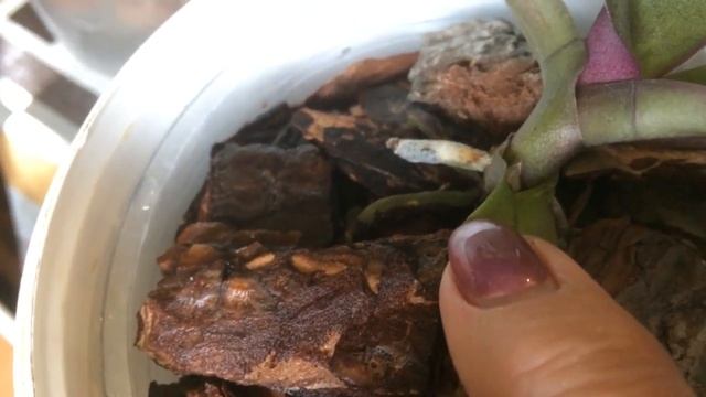 ОРХИДЕИ ОБЗОР ОРХИДЕЙ ОТВЕТЫ на вопросы ЧЕМ ПОЛИВАТЬ ОРХИДЕИ смотреть онлайн