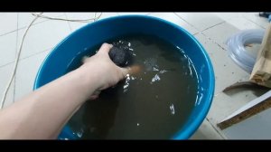 Самый лучший способ разведения Дафнии дома в малых объемах!