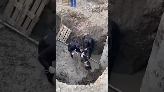 Священная корова бывает не только в Индии. В Архангельской области есть своя смотреть онлайн