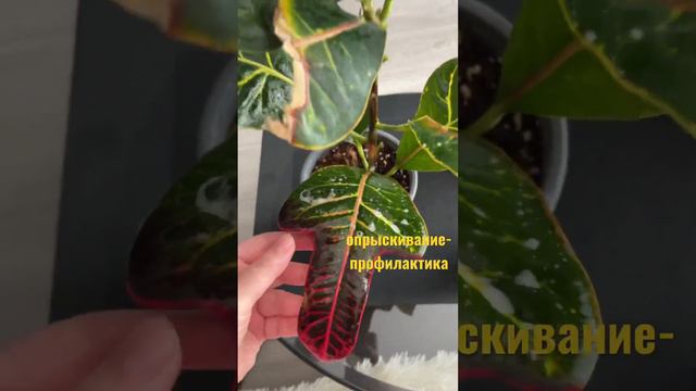 СПАСАЕМ КРОТОН #домашниерастения #растения #уходзарастениями #цветы смотреть онлайн