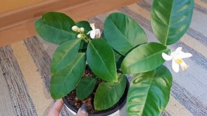 ЛИМОН ? сорт #ПАВЛОВСКИЙ История, описание сорта. #комнатные_цветы #лимоны